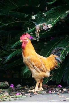 紅公雞
