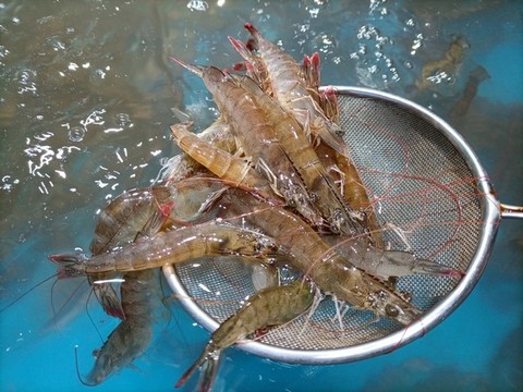 基圍蝦
