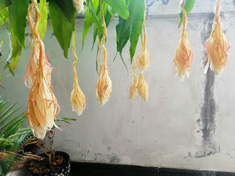 曇花