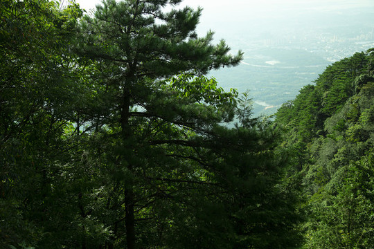 廬山風(fēng)景