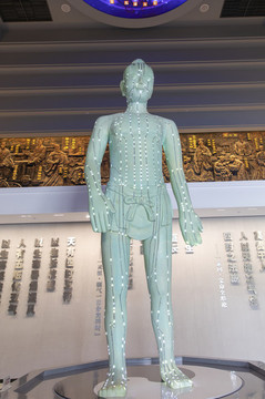 體經(jīng)絡(luò)穴位模型