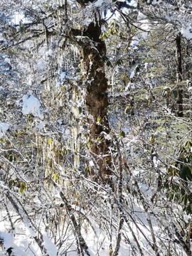 雪地叢林