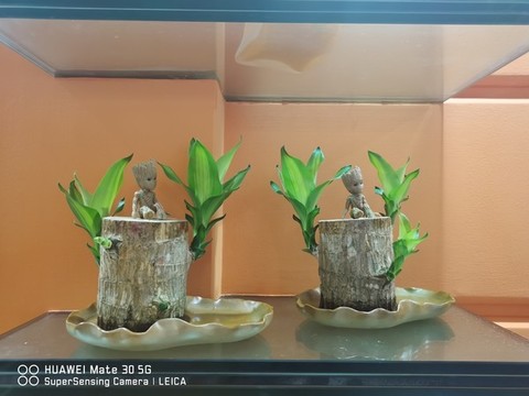 巴西木手機(jī)拍
