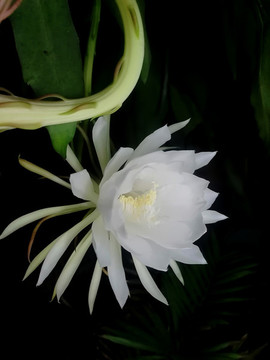 曇花