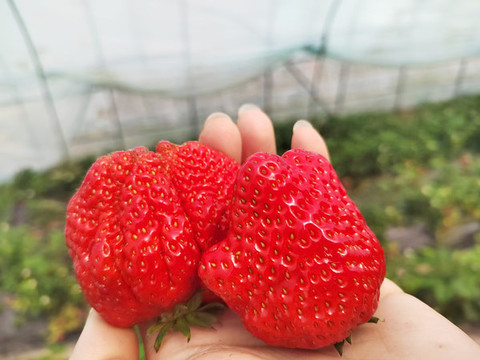 采摘大草莓
