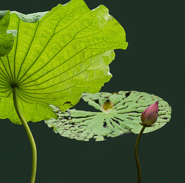 荷花