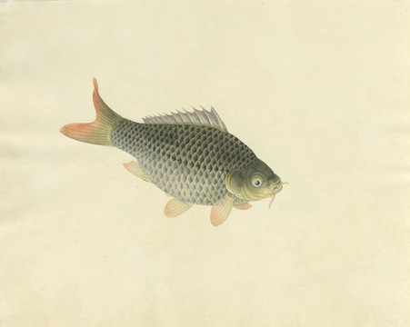鯉魚手繪魚蝦蟹手繪素材