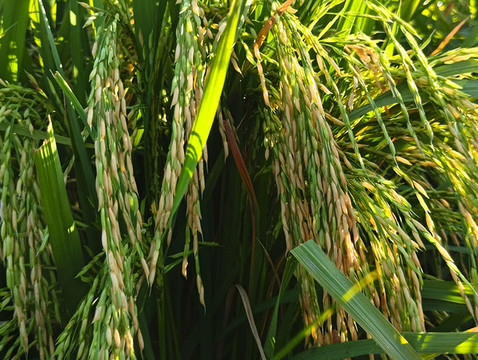 生態(tài)稻田稻米