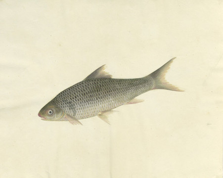 鰱魚手繪魚蝦蟹手繪素材