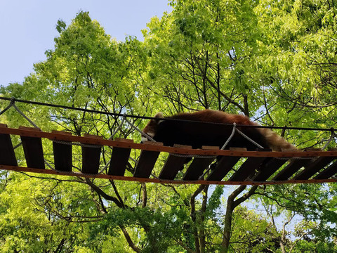 上海野生動(dòng)物園浣熊