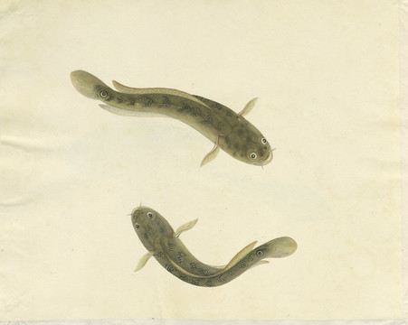鯰魚塘角魚手繪魚蝦蟹手繪素材