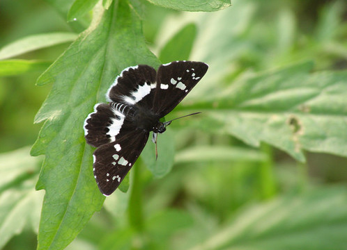 栖息在植物叶子上的一只黑弄蝶