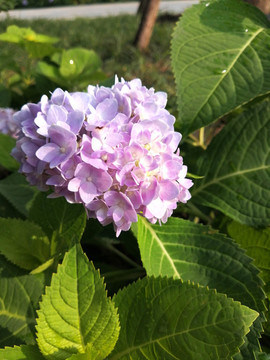 繡球花