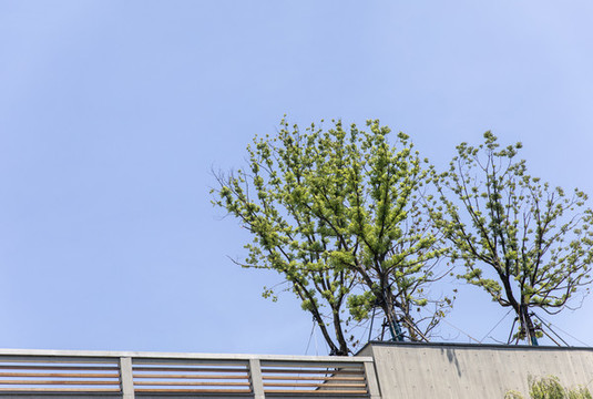 仰望天空樹枝