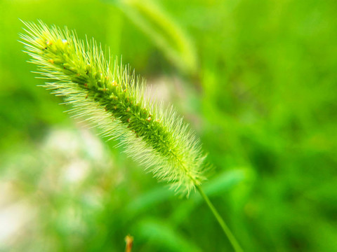 狗尾草綠色背景