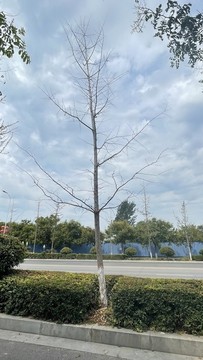 光禿禿的銀杏樹
