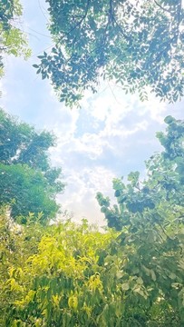 綠葉天空