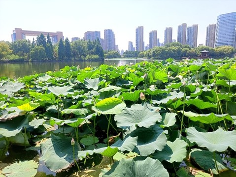 荷葉