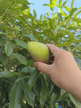 拍攝青芒果