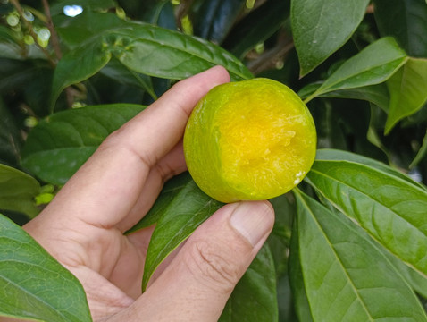 樹(shù)采摘鮮李子