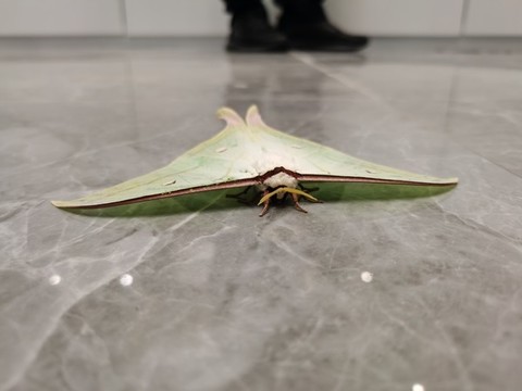 天蠶蛾