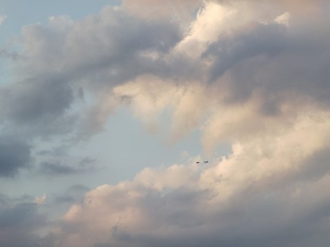 飛鳥(niǎo)與飛機(jī)