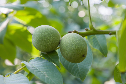 核桃樹(shù)上成熟的核桃果實(shí)