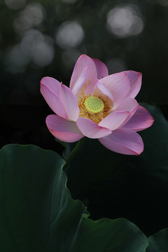 夏荷