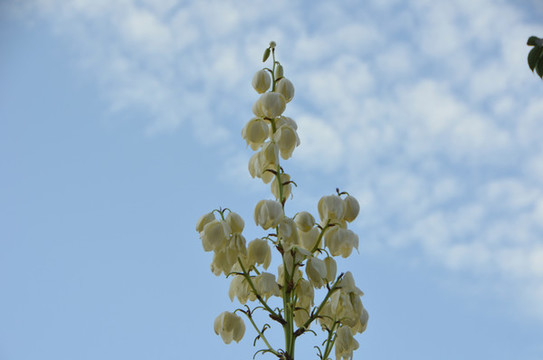 藍天