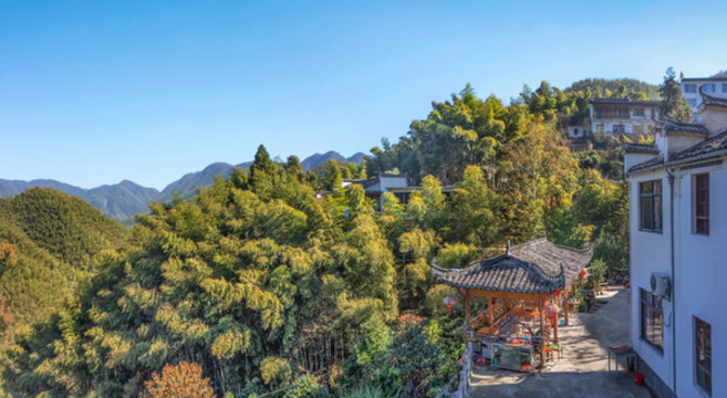木坑竹海全景圖