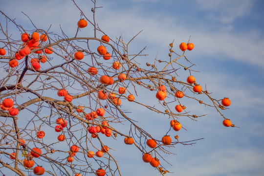 塔川紅柿