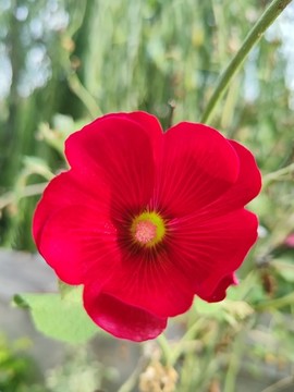 蜀葵花