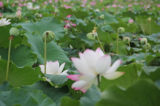 荷花產(chǎn)業(yè)種植