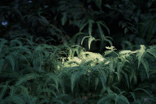 陽光照射在植物