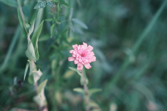 百日菊