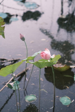 荷花蓮花
