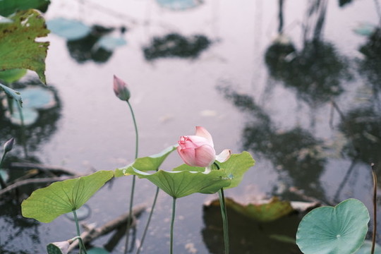 荷花蓮花
