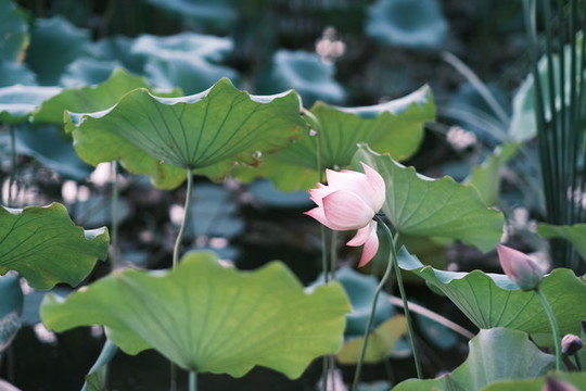 荷花蓮花