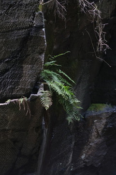 石頭野草