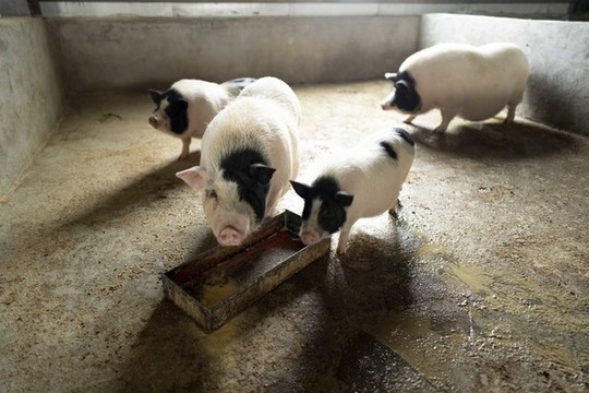 飼養(yǎng)