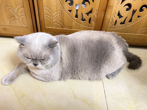 寵物貓英短