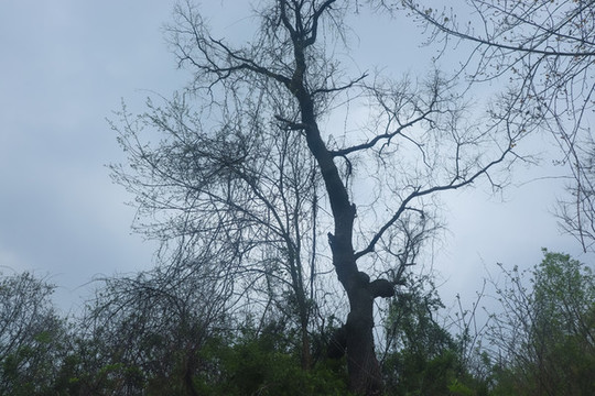 樹枝