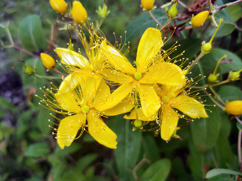 金絲桃花