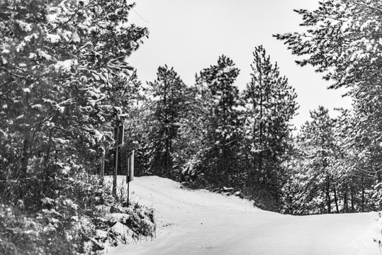 森林里積雪覆蓋的小路
