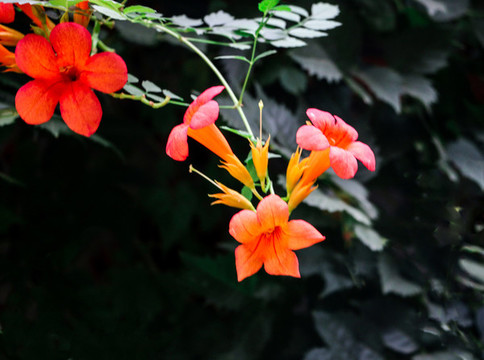 凌霄花兒開