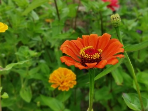 花海特寫橙色的百日菊