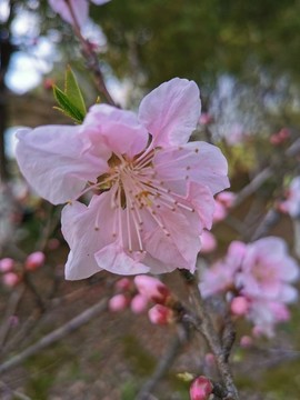 桃花