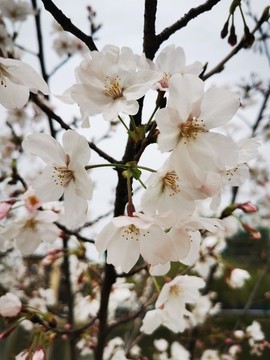 櫻花