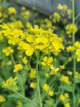 油菜花