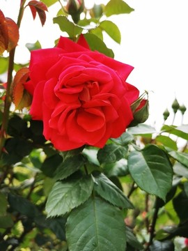 玫瑰花